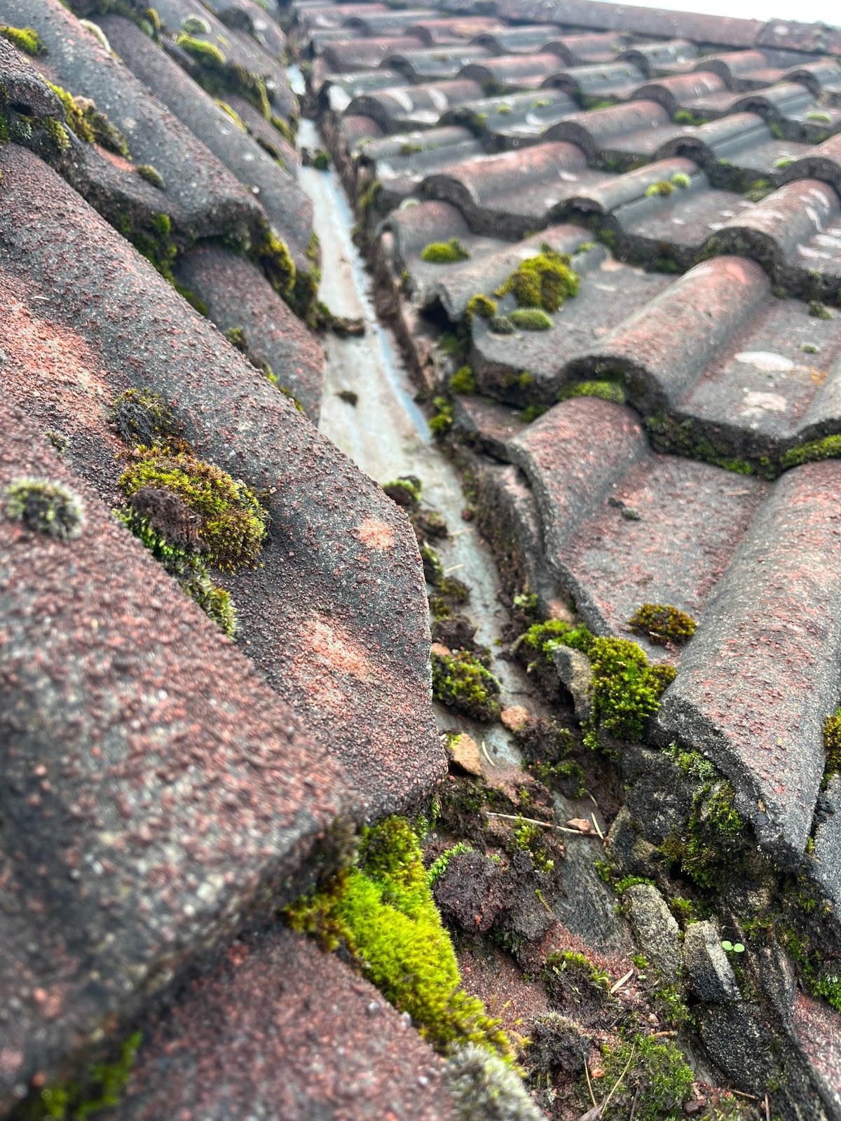 Weathered roof tiles covered in green moss and lichen before treatment