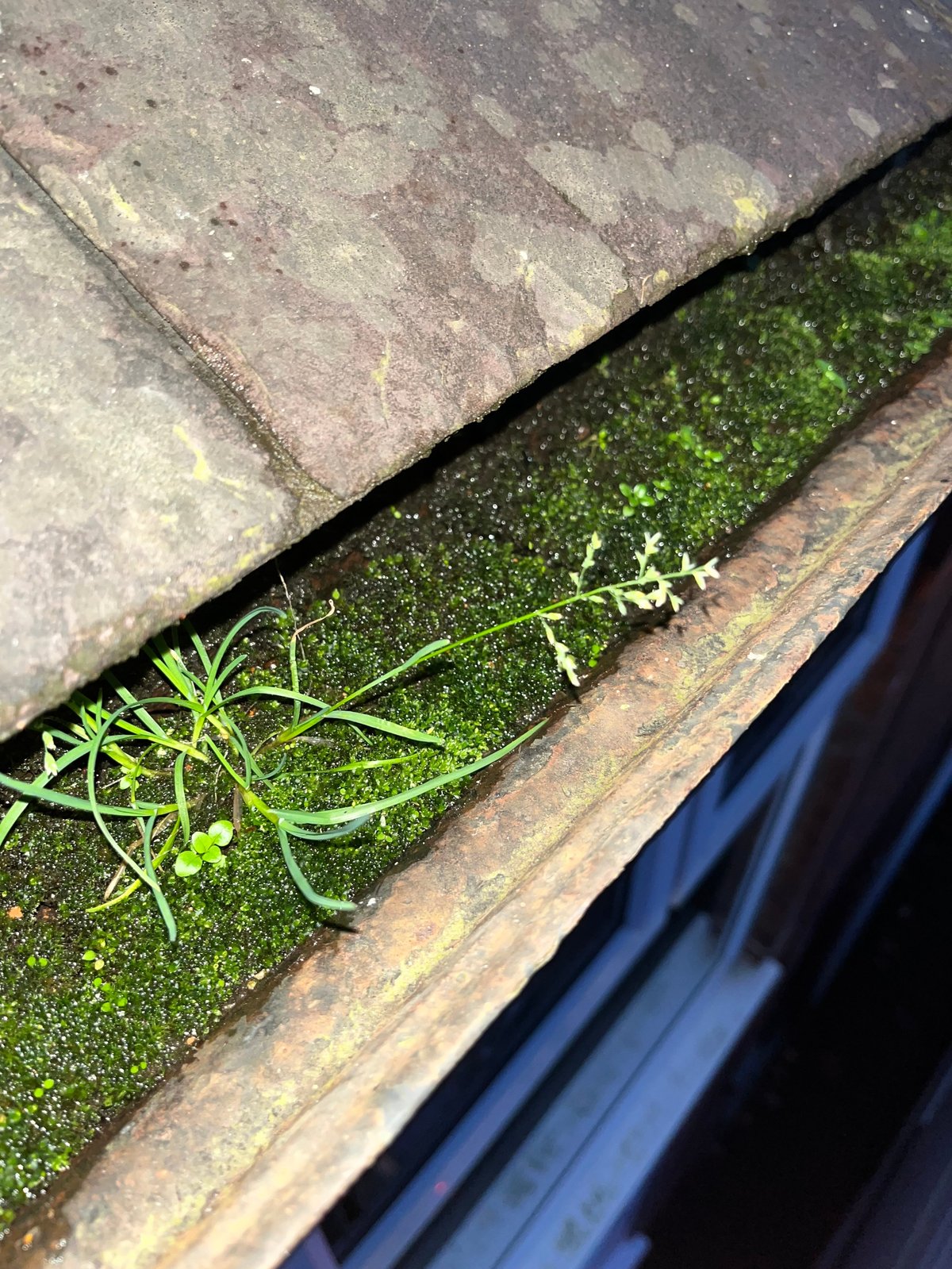 A rain gutter heavily packed with moss, weeds and silt before clearing